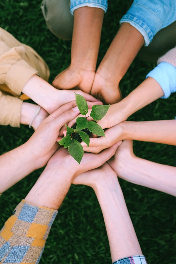 our-story Hands united around a plant symbolizing teamwork and eco-friendly efforts outdoors.